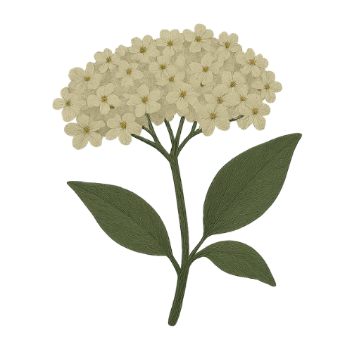 elderflower